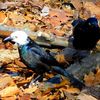 Exciting Sighting: Leucistic Grackle In Central Park